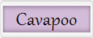 Cavapoo